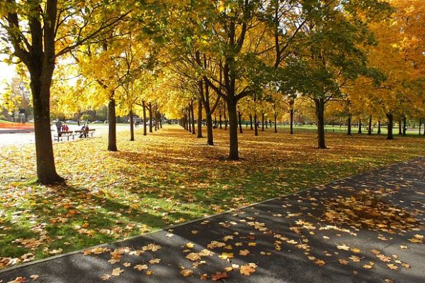 Когда бабье лето в 2025 году: прогноз для Центральной России