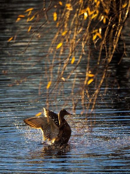 Когда бабье лето в 2025 году: прогноз для Центральной России