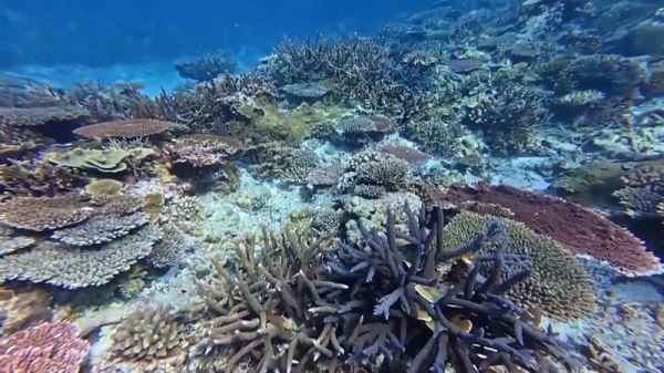 В Южно-Китайском море зафиксировали активное восстановление коралловых рифов