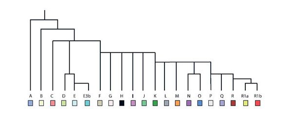 Общепринятая классификация линий Y-хромосомы основана на последовательности появления на ней SNP-маркеров. На генеалогическом древе современных мужчин выделено 18 основных ветвей, обозначенных латинскими буквами, от первой ветки у самого корня – А до самой поздней – R. Эта классификация учитывает примерно 250 маркеров, по которым сейчас выделяют около 170 конечных «веток», каждая – со своим набором последовательно происходивших мутаций. По мере выявления новых маркеров к схеме добавляются новые ветви. Каждая из современных ветвей молекулярно-генеалогического древа отличается от Адама примерно двумя десятками разных мутаций в разных участках Y-хромосомы. Изображение: «Популярная механика»